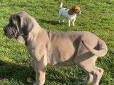 Disponibles à l’achat : 4 chiots Cane Corso LOF