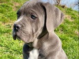 Disponibles à l’achat : 4 chiots Cane Corso LOF