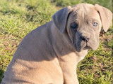 Disponibles à l’achat : 4 chiots Cane Corso LOF