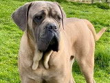 Disponibles à l’achat : 4 chiots Cane Corso LOF