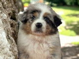 2 chiots Bergers Australiens bleu merle femelles disponibles (LOF)