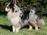 2 chiots Bergers Australiens bleu merle femelles disponibles (LOF)