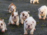 9 chiots Bulldogs Anglais LOF &agrave; r&eacute;server