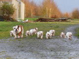 9 chiots Bulldogs Anglais LOF &agrave; r&eacute;server