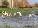 9 chiots Bulldogs Anglais LOF &agrave; r&eacute;server