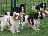 Des chiots Cavaliers King Charles tricolores LOF à la réservation
