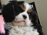 Des chiots Cavaliers King Charles tricolores LOF à la réservation