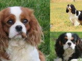 Des chiots Cavaliers King Charles tricolores LOF à la réservation