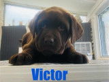 Des chiots Labrador Retrievers chocolat LOF disponibles