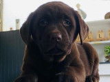 Des chiots Labrador Retrievers chocolat LOF disponibles