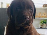 Des chiots Labrador Retrievers chocolat LOF disponibles