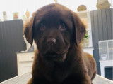 Des chiots Labrador Retrievers chocolat LOF disponibles
