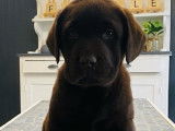 Des chiots Labrador Retrievers chocolat LOF disponibles