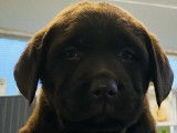 Des chiots Labrador Retrievers chocolat LOF disponibles
