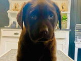 Des chiots Labrador Retrievers chocolat LOF disponibles