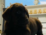 Des chiots Labrador Retrievers chocolat LOF disponibles