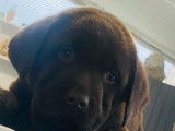 Des chiots Labrador Retrievers chocolat LOF disponibles