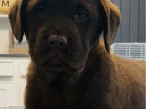Des chiots Labrador Retrievers chocolat LOF disponibles
