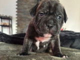Un chiot Staffies LOF femelle à la réservation