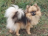 Chienne adulte Spitz Nain LOF d&rsquo;un an disponible