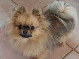 Chienne adulte Spitz Nain LOF d&rsquo;un an disponible