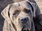 À réserver : 9 chiots Cane Corso LOF