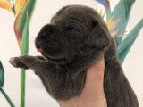 À réserver : 9 chiots Cane Corso LOF