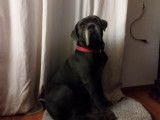 Femelle Cane Corso LOF disponible pour saillie
