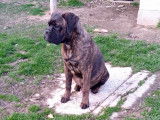 Chiot Bullmastiff mâle LOF à vendre