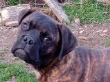 Chiot Bullmastiff mâle LOF à vendre