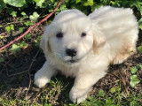 Chiot mâle Golden Retriever LOF à réserver