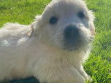 Chiot mâle Golden Retriever LOF à réserver