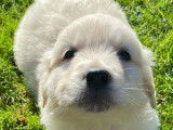 Chiot mâle Golden Retriever LOF à réserver