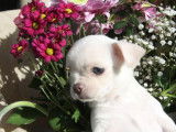 Un chiot Chihuahua crème LOF à réserver