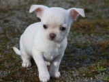 Un chiot Chihuahua crème LOF à réserver