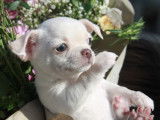Un chiot Chihuahua crème LOF à réserver