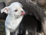 Un chiot Chihuahua crème LOF à réserver