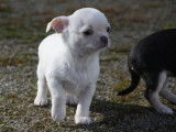 Un chiot Chihuahua crème LOF à réserver