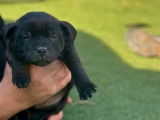 À réserver : 5 chiots Staffies mâles noirs LOF