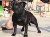 À réserver : 5 chiots Staffies mâles noirs LOF