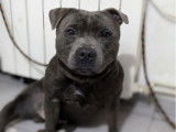 À réserver : 5 chiots Staffies mâles noirs LOF
