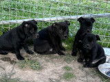 À réserver : 5 chiots Staffies mâles noirs LOF
