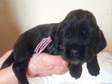 Des chiots Cockers Anglais LOF à la réservation