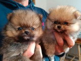 4 chiots Spitz Nains Poméraniens LOF à réserver