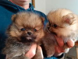 4 chiots Spitz Nains Poméraniens LOF à réserver