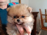 4 chiots Spitz Nains Poméraniens LOF à réserver