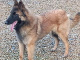 Chienne Berger Belge Tervueren fauve LOF d&rsquo;un an &agrave; vendre