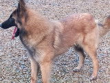 Chienne Berger Belge Tervueren fauve LOF d&rsquo;un an &agrave; vendre