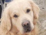Disponibles à la réservation : des chiots Golden Retrievers LOF