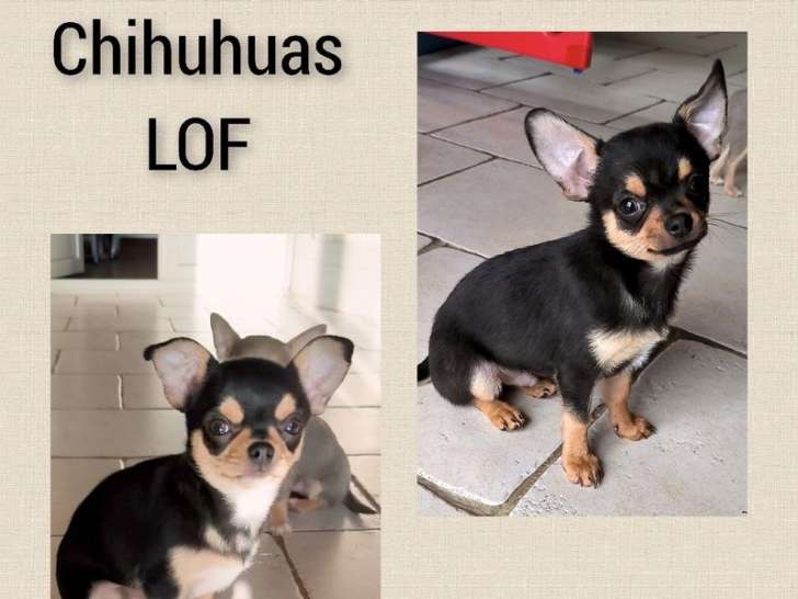2 chiots Chihuahuas noirs et tan LOF disponibles à la vente